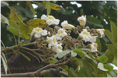 Heterophragma quadriloculare